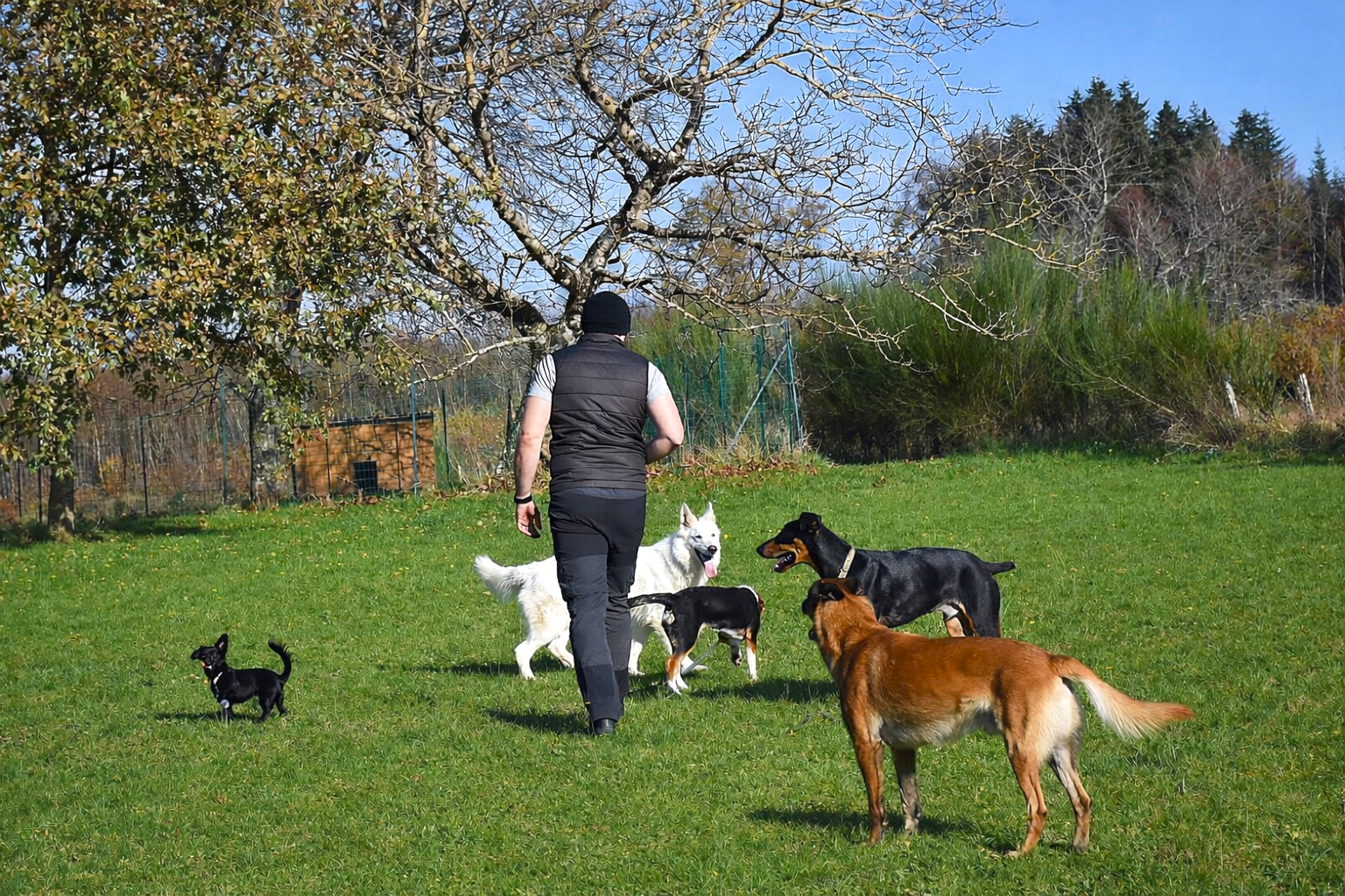 Pension canine de dimension familiale
