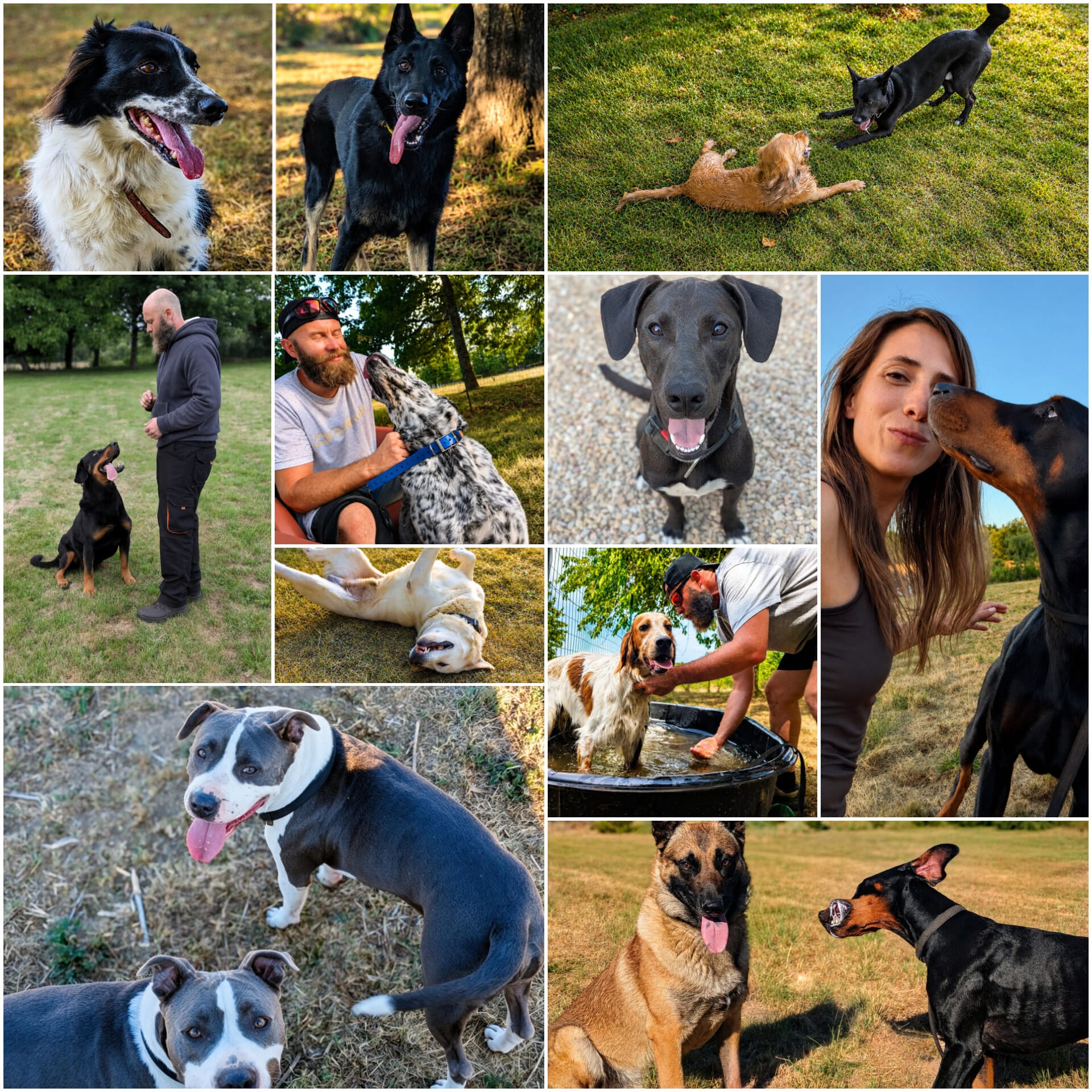 entente chiens