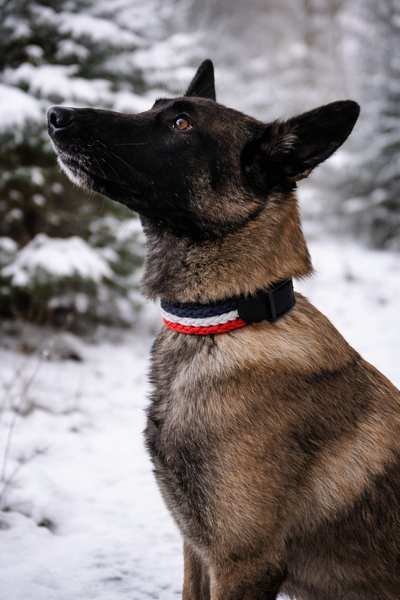 collier centre canin aredien 6