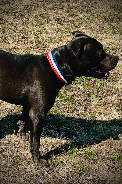 collier centre canin aredien 6