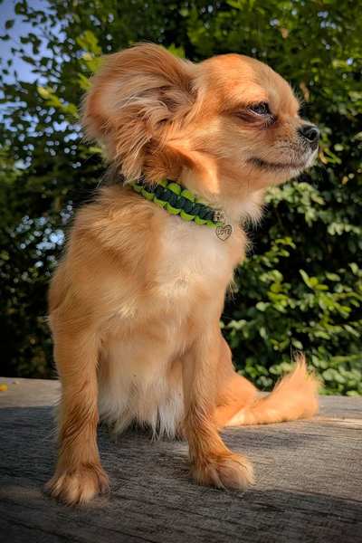 collier centre canin aredien 6