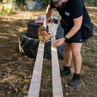 Les séances de loisirs canins sont de retour en septembre !